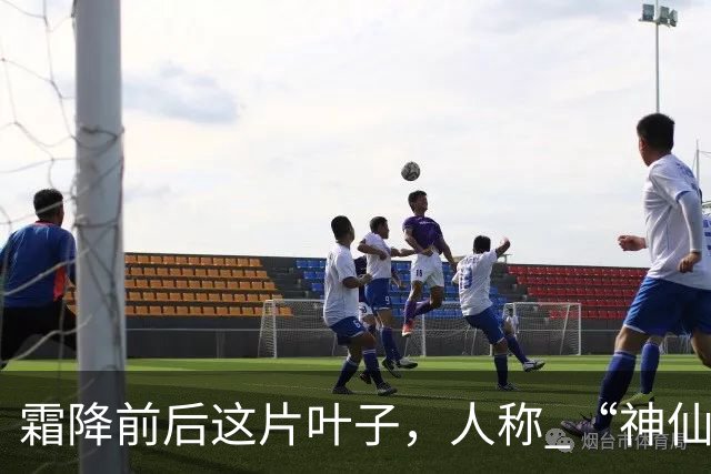 霜降前后这片叶子，人称 “神仙叶”！晒干熬汤泡水喝，润肺疏肝！